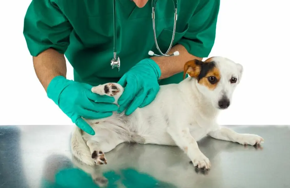 Design sem nome (79) problemas articulares nos pets