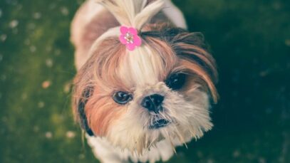 Design sem nome (80) Cachorrinho shih-tzu