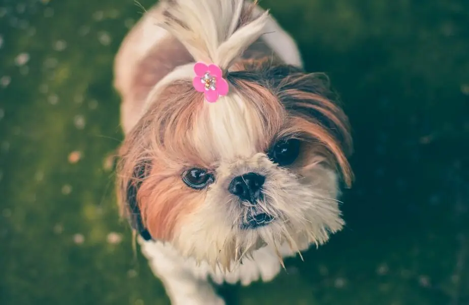 Design sem nome (80) Cachorrinho shih-tzu