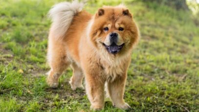 Design sem nome (91) Chow chow