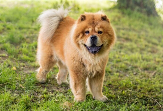 Chow chow