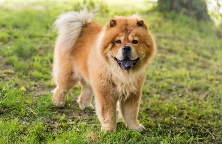 Design sem nome (91) Chow chow