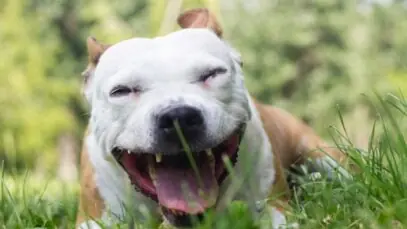 Tosse dos canis