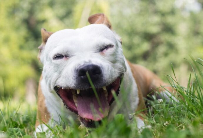 Tosse dos canis
