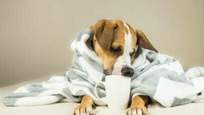 Design sem nome (96) Alimentação dos pets no inverno