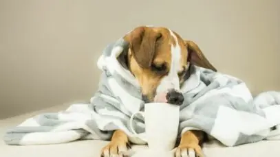 Alimentação dos pets no inverno