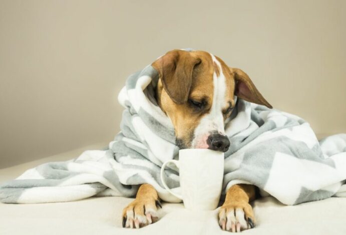 Alimentação dos pets no inverno