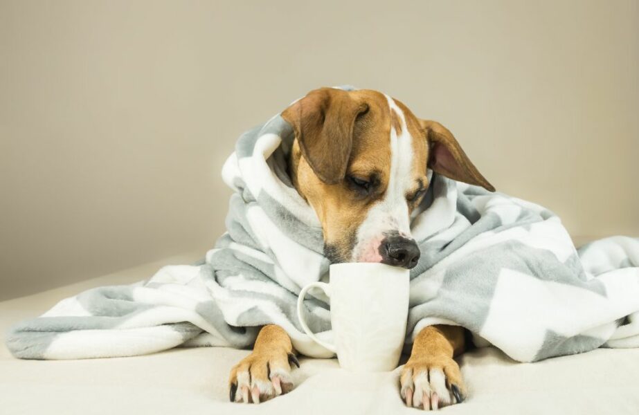 Alimentação dos pets no inverno