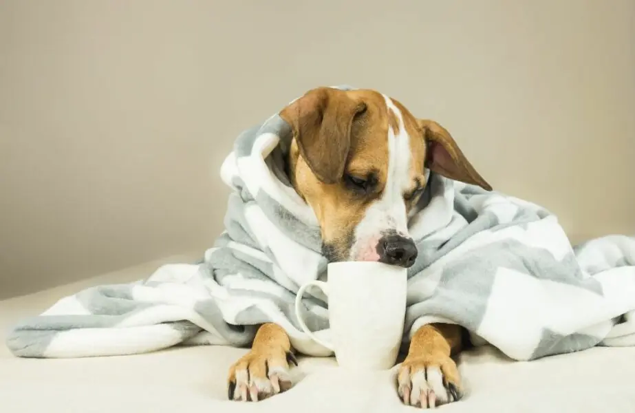 Design sem nome (96) Alimentação dos pets no inverno