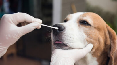 Dog Coronavírus