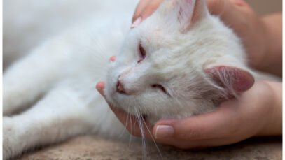 dor em animais