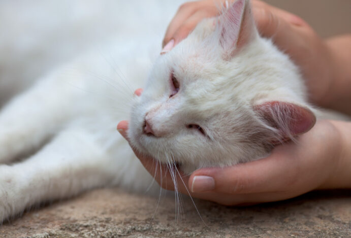 dor em animais