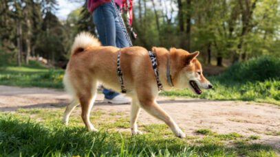 0f980a20-7781-4f19-ad83-8178421a4920 passeio