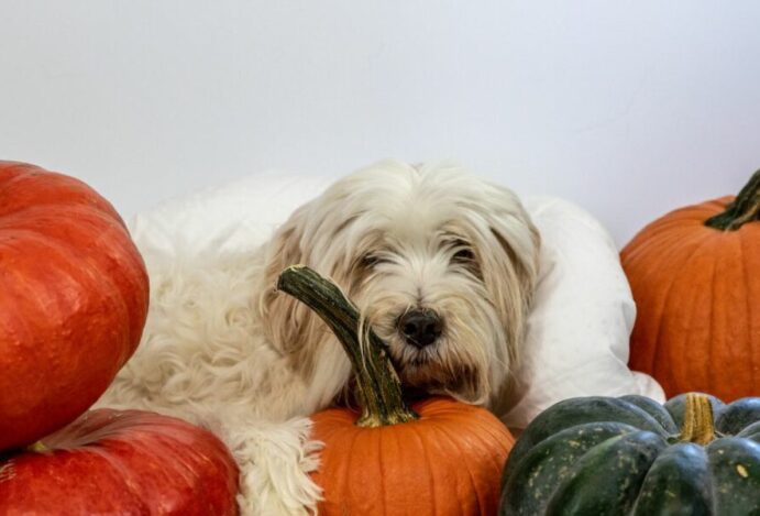 Vermífugo natural para cães