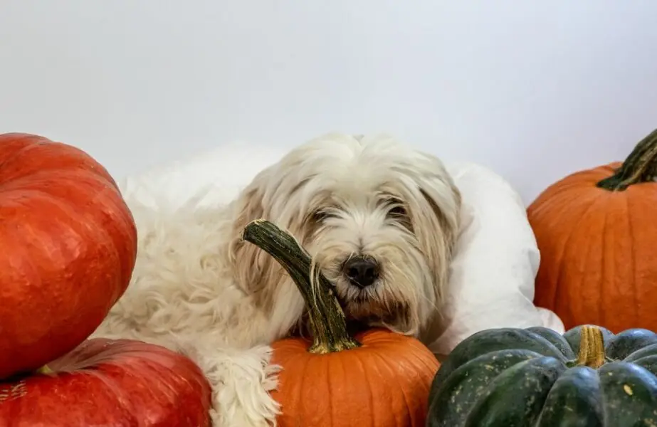 Vermífugo natural para cães
