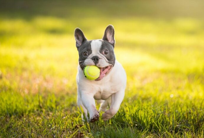 Bulldog Francês