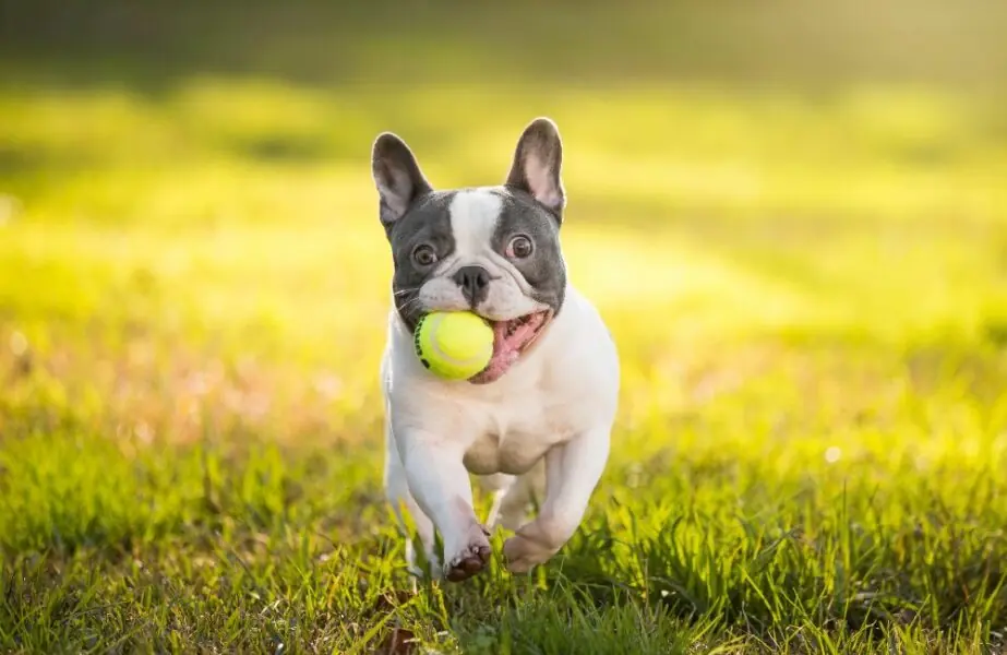 Bulldog Francês
