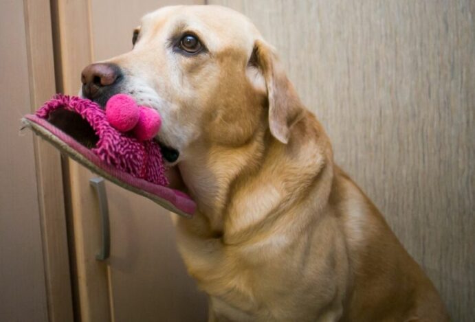 Cachorro pedindo ajuda