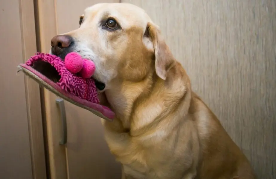 Cachorro pedindo ajuda