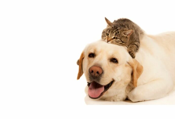 peixe para cães e gatos
