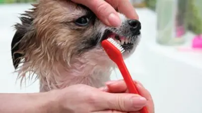 doença periodontal