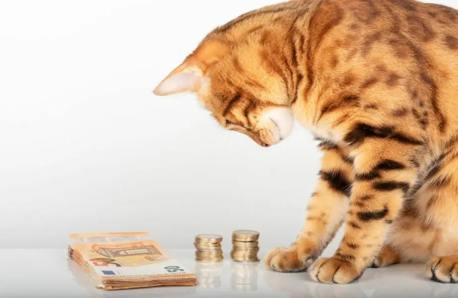 Distribuidoras pet