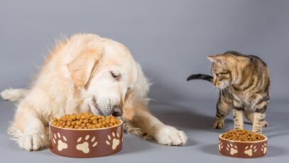 pet food