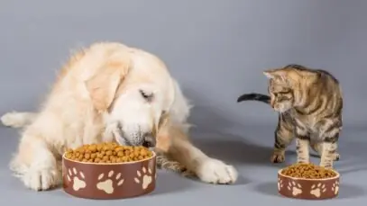 pet food