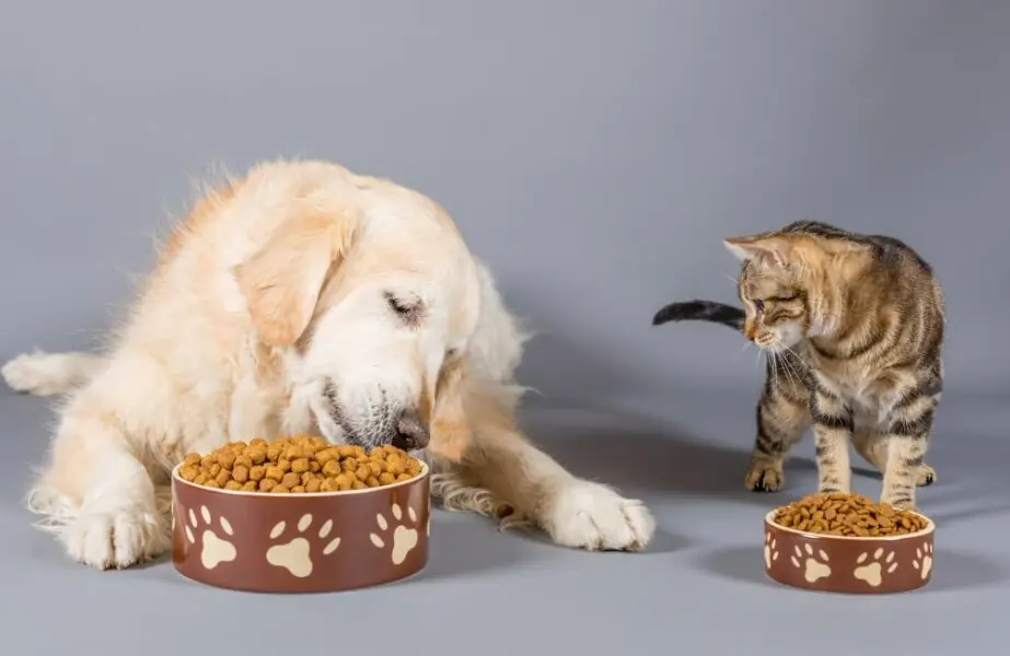 Design sem nome – 2023-08-02T162418.698 pet food