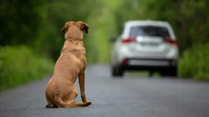 animais abandonados