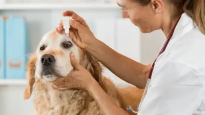 Plano de saúde para pet