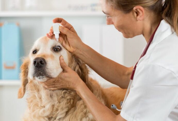 Plano de saúde para pet