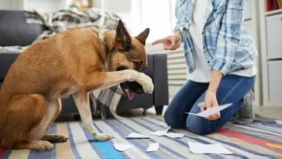 Comportamento canino