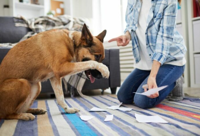 Comportamento canino