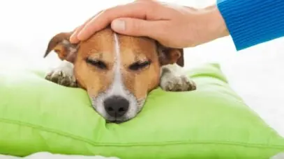 Doenças renais nos pets