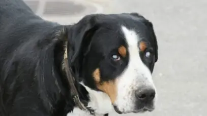 cachorro cego