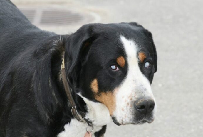 cachorro cego