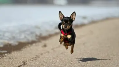 Pinscher