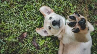 Design sem nome – 2023-08-08T140812.150 Comport Pet