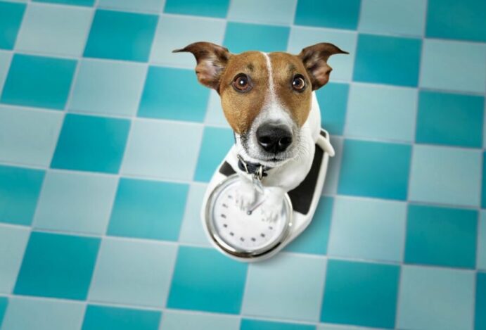 como fazer o cachorro emagrecer