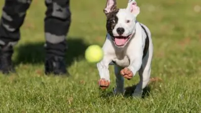 Pitbull