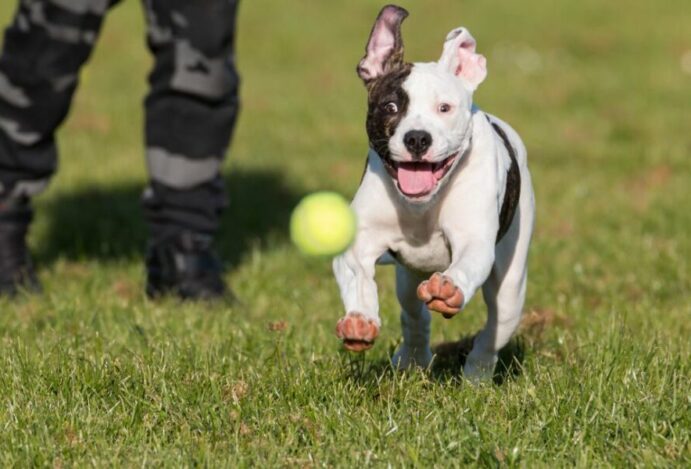 Pitbull