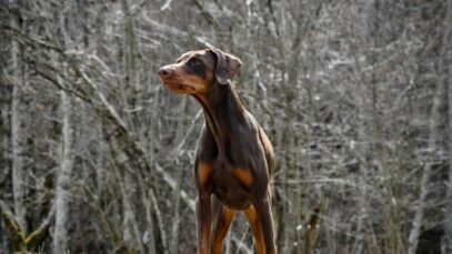 Design sem nome – 2023-08-29T123958.995 Dobermann