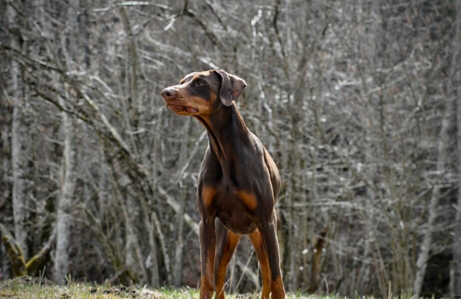 Conheça o Doberman