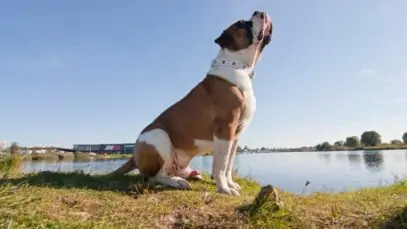 Bulldog Americano