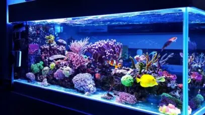 peixinhos
