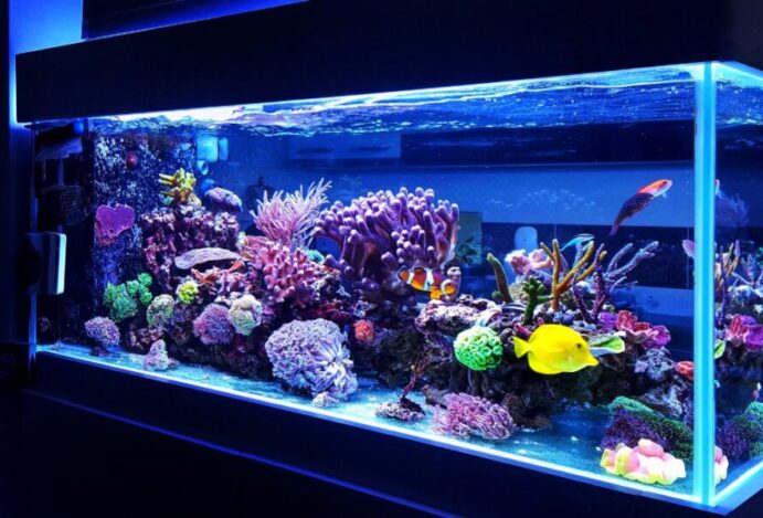 peixinhos