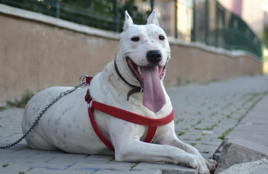 Dogo argentino: ótimo cão de guarda e amigo leal - Panorama PetVet