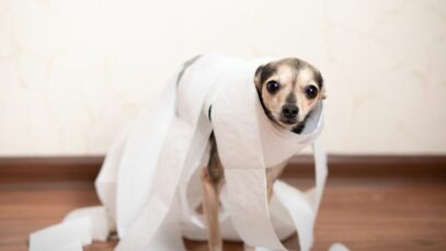 Design sem nome – 2023-08-31T122733.828 Cachorro com diarreia