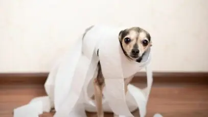 Cachorro com diarreia